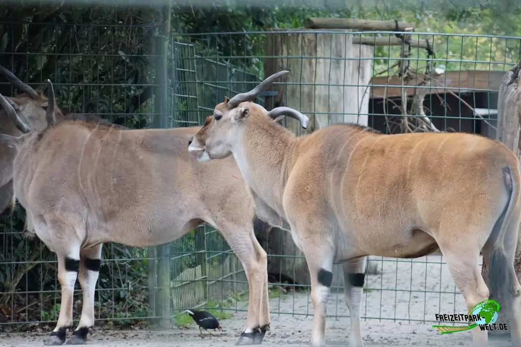 Elenantilope im Zoo Dortmund - 2017