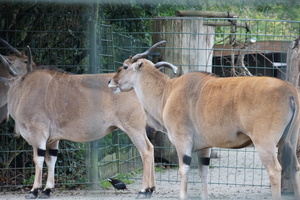 Zoo Dortmund Galerie
