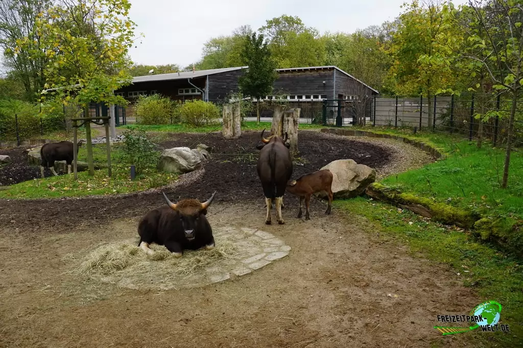 Vorderindischer Gaur im Zoo Dortmund - 2017