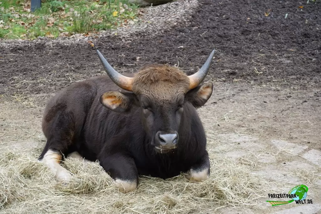 Vorderindischer Gaur im Zoo Dortmund - 2017
