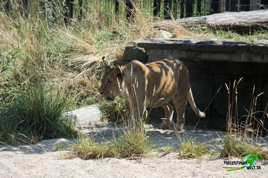 Asiatischer Löwe im Zoo Dortmund - 2022