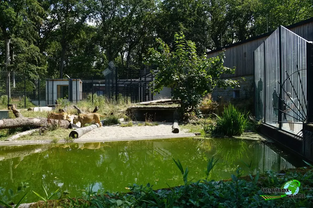 Asiatischer Löwe im Zoo Dortmund - 2022
