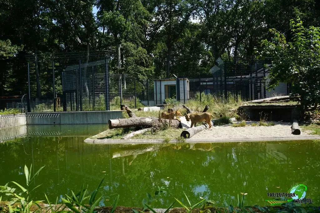 Asiatischer Löwe im Zoo Dortmund - 2022