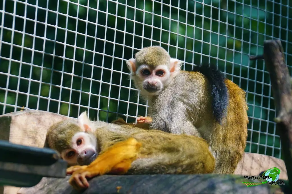Totenkopfaffe im Zoo Dortmund - 2022