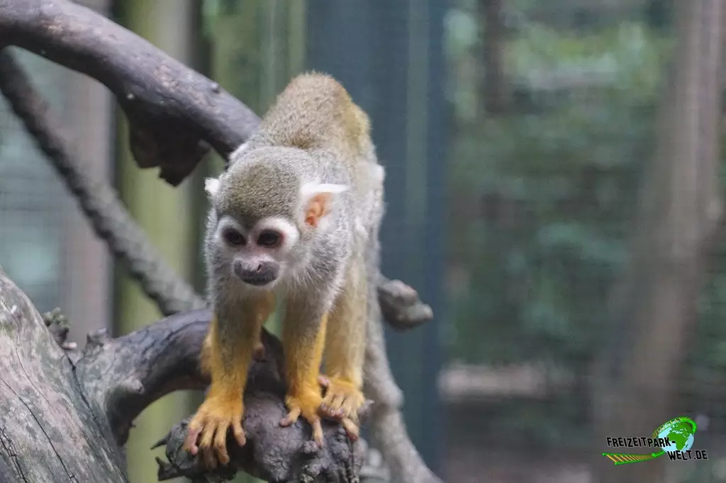Totenkopfaffe im Zoo Dortmund - 2022