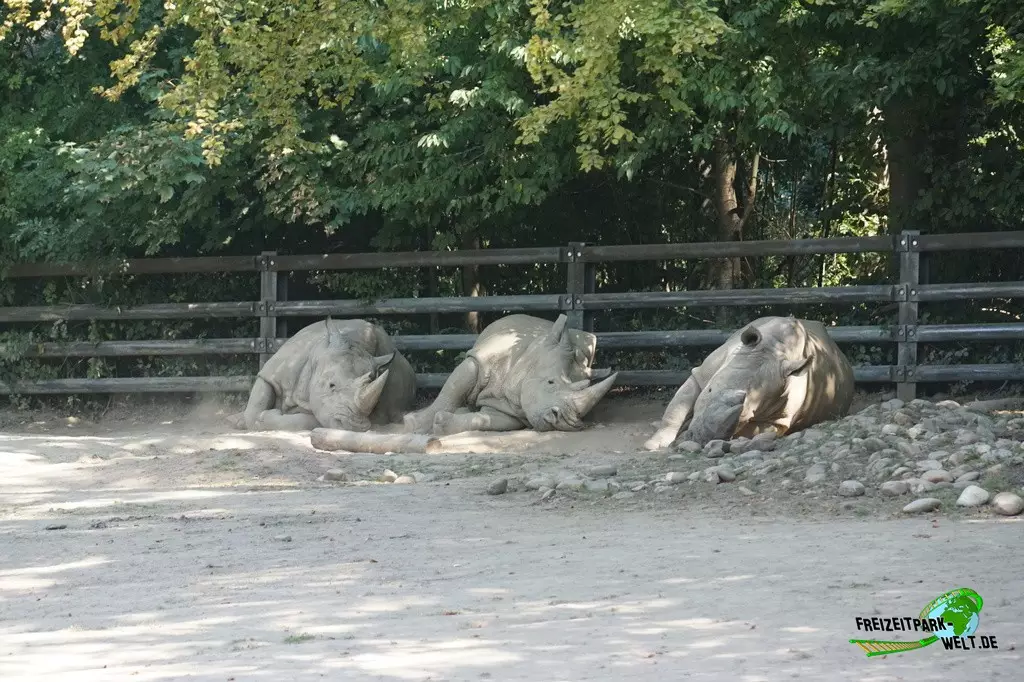 Breitmaul-Nashorn im Zoo Dortmund - 2022