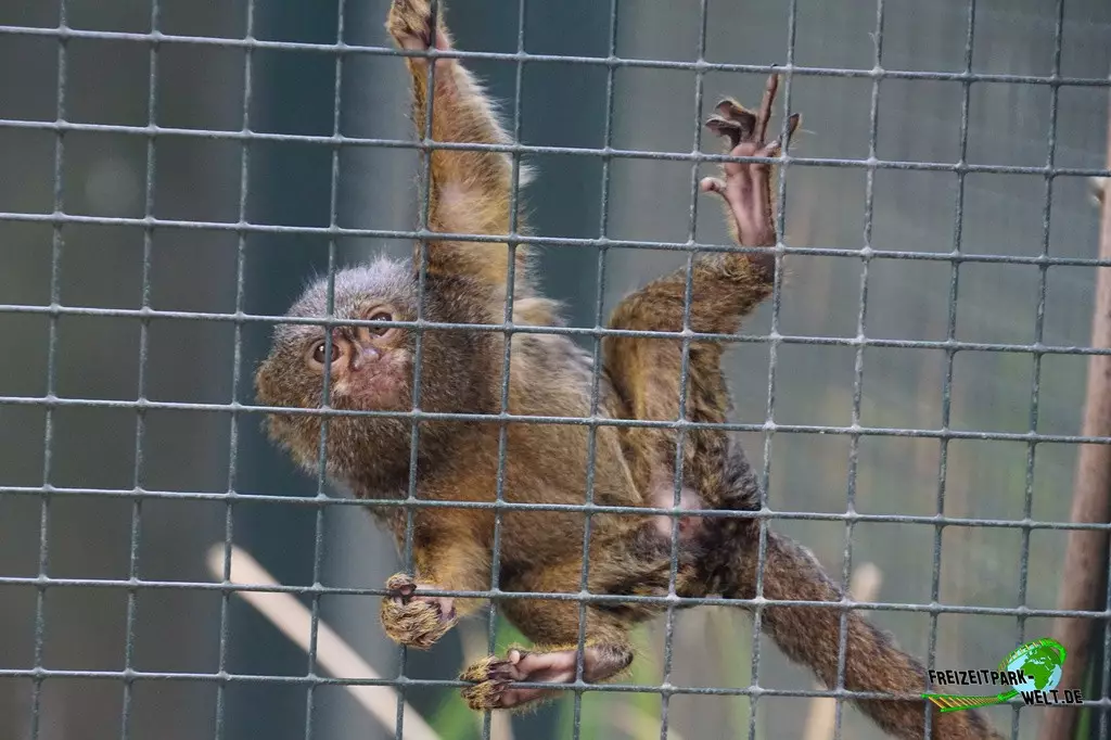 Zwergseidenäffchen im Zoo Dortmund - 2022