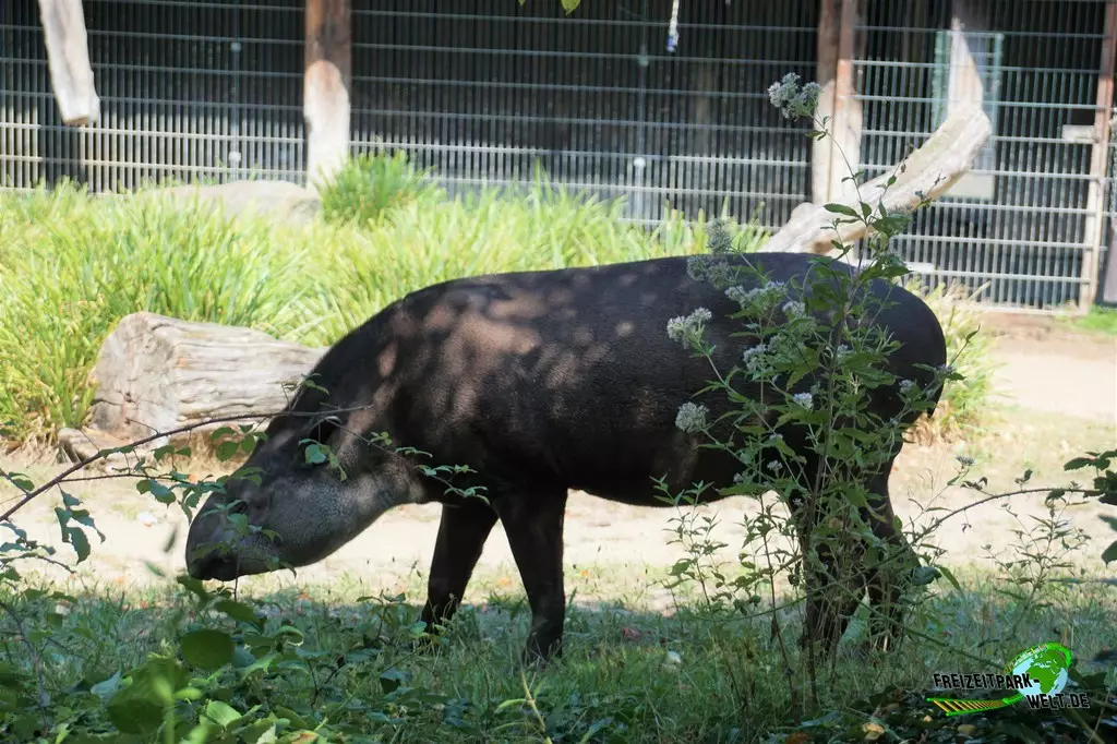 Schabrackentapir im Zoo Dortmund - 2022