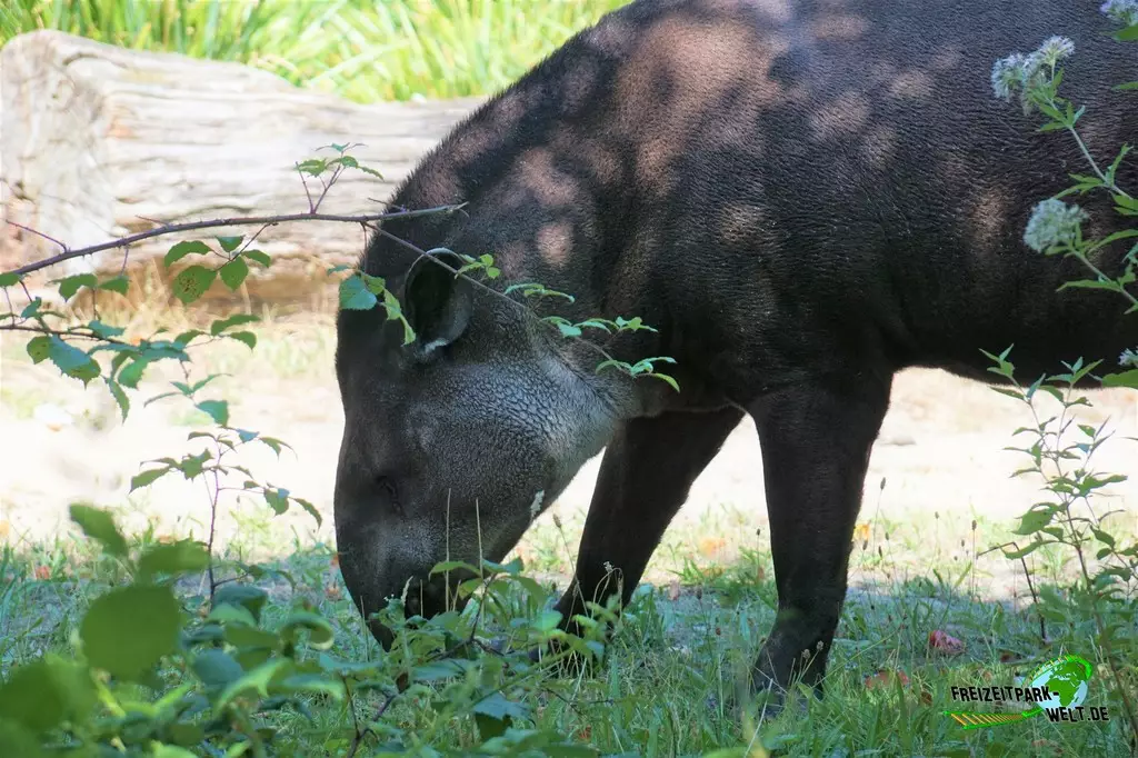 Schabrackentapir im Zoo Dortmund - 2022