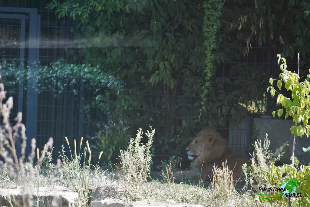 Asiatischer Löwe im Zoo Dortmund - 2022