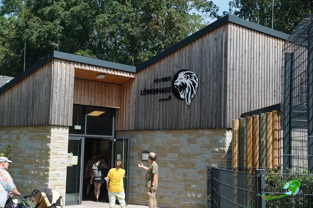 Asiatischer Löwe im Zoo Dortmund - 2022