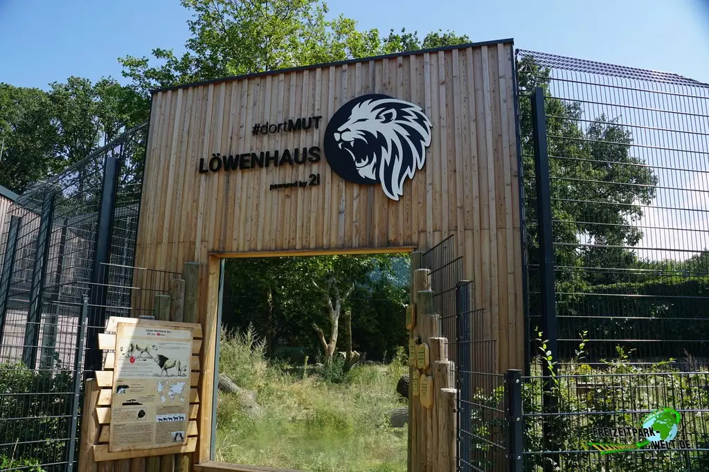 Asiatischer Löwe im Zoo Dortmund - 2022