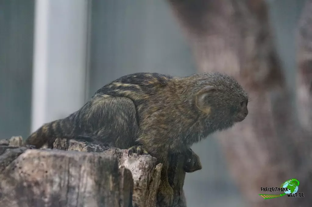 Zwergseidenäffchen im Zoo Dortmund - 2022