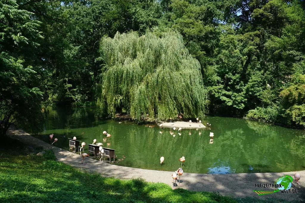 Chile-Flamingo im Zoo Dortmund - 2022