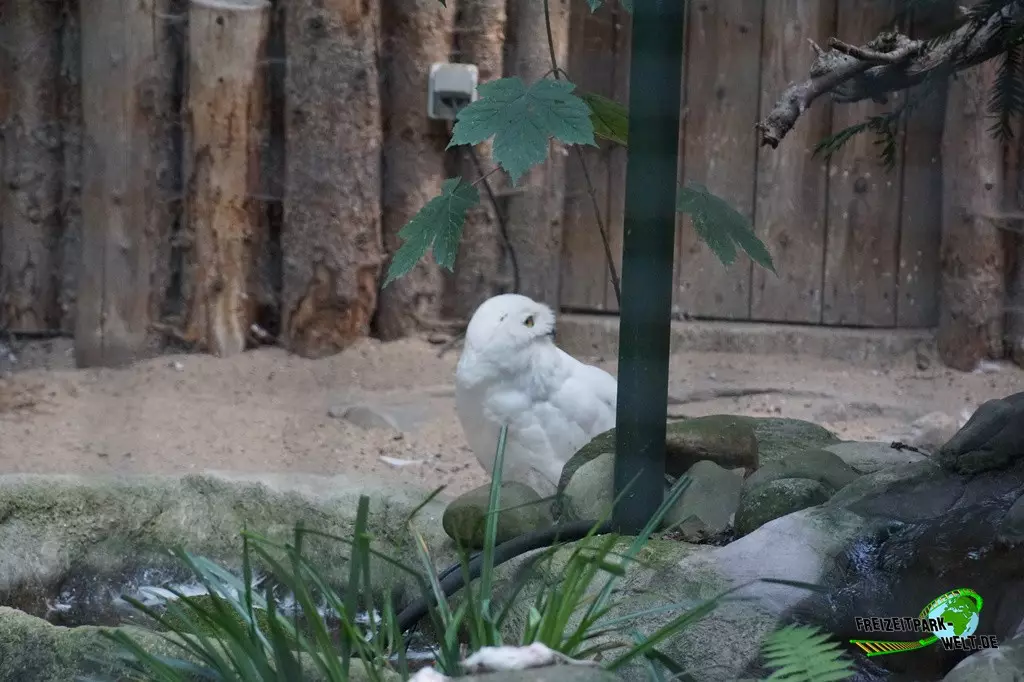 Schneeeule im Zoo Dortmund - 2022