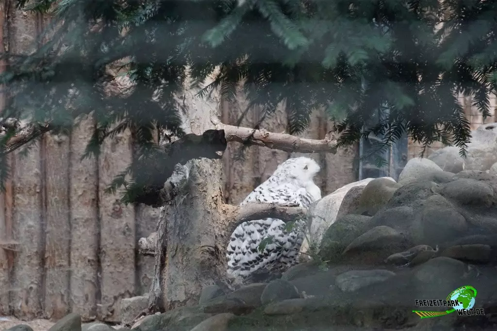Schneeeule im Zoo Dortmund - 2022