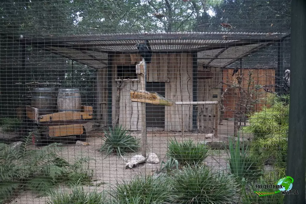 Orang-Utan im Zoo Dortmund - 2022