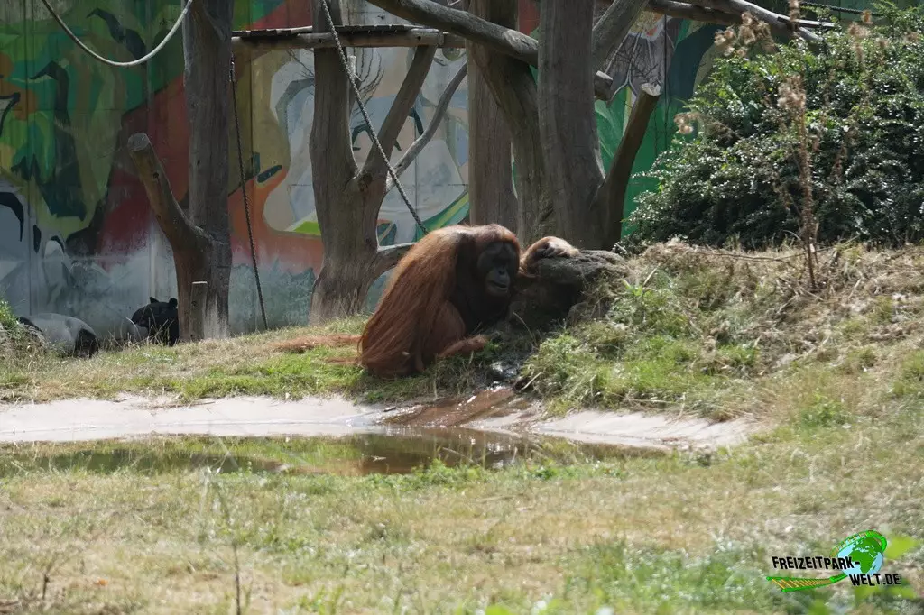 Orang-Utan im Zoo Dortmund - 2022