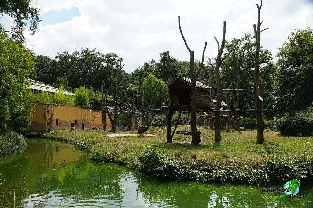 Orang-Utan im Zoo Dortmund - 2022