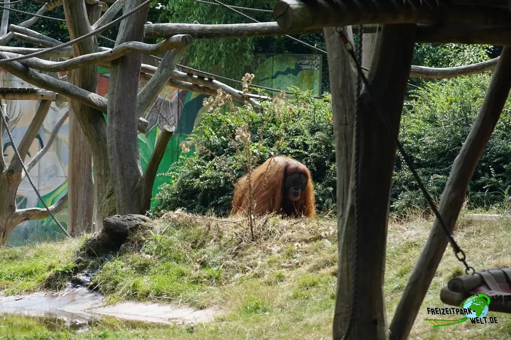 Orang-Utan im Zoo Dortmund - 2022