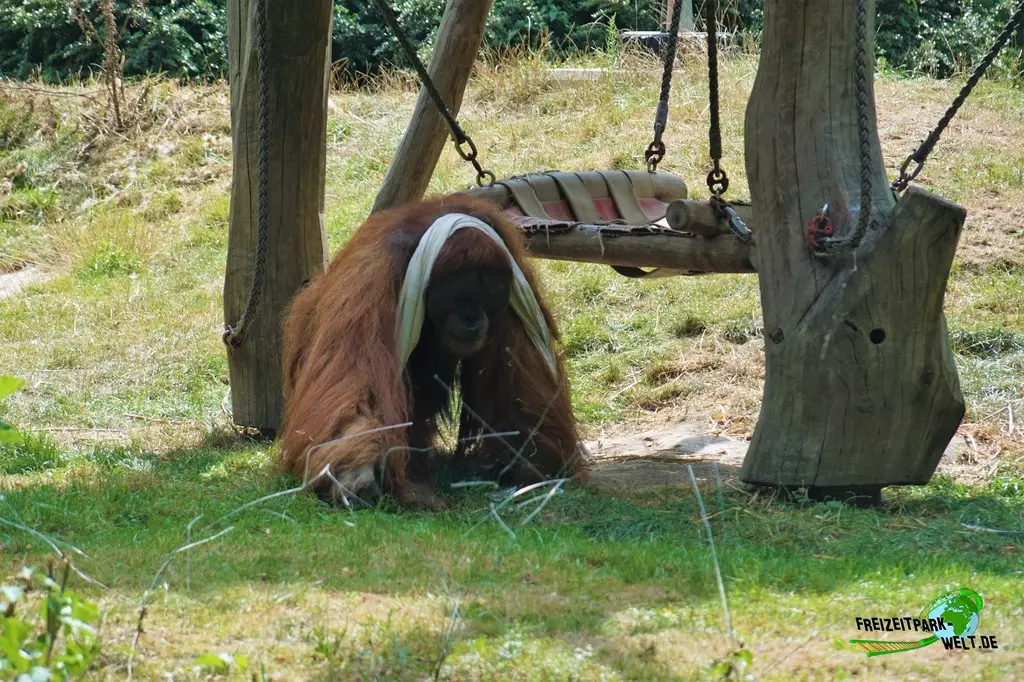 Orang-Utan im Zoo Dortmund - 2022