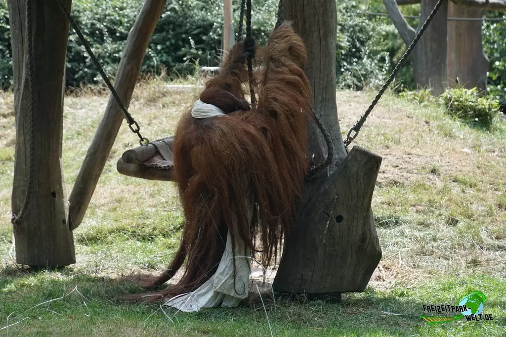 Orang-Utan im Zoo Dortmund - 2022
