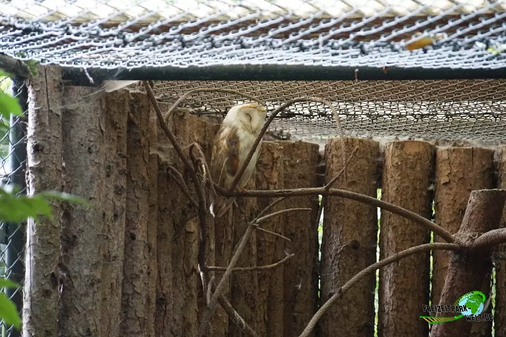 Schleiereule im Zoo Dortmund - 2022