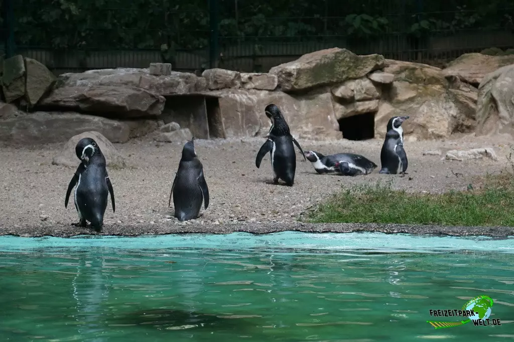 Humboldt-Pinguine im Zoo Dortmund - 2022