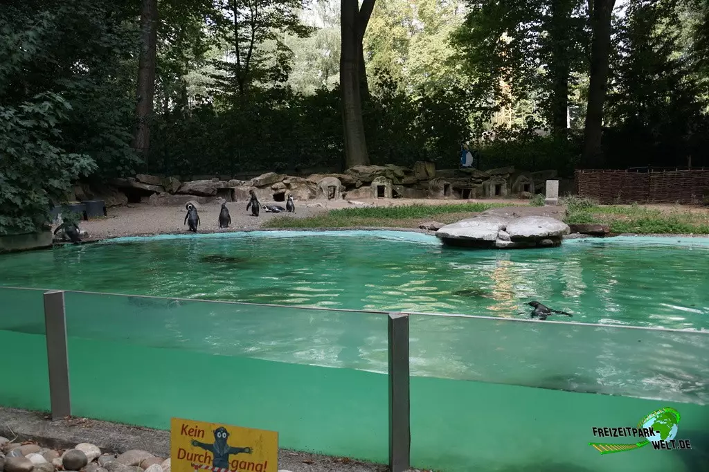 Humboldt-Pinguine im Zoo Dortmund - 2022
