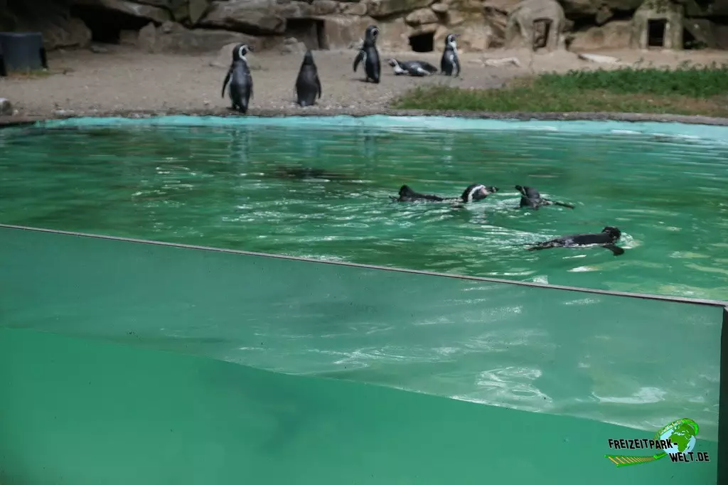 Humboldt-Pinguine im Zoo Dortmund - 2022