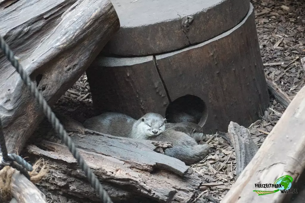 Zwergotter im Zoo Dortmund - 2022