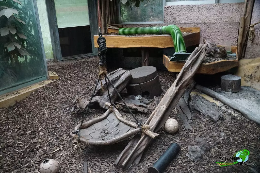 Zwergotter im Zoo Dortmund - 2022