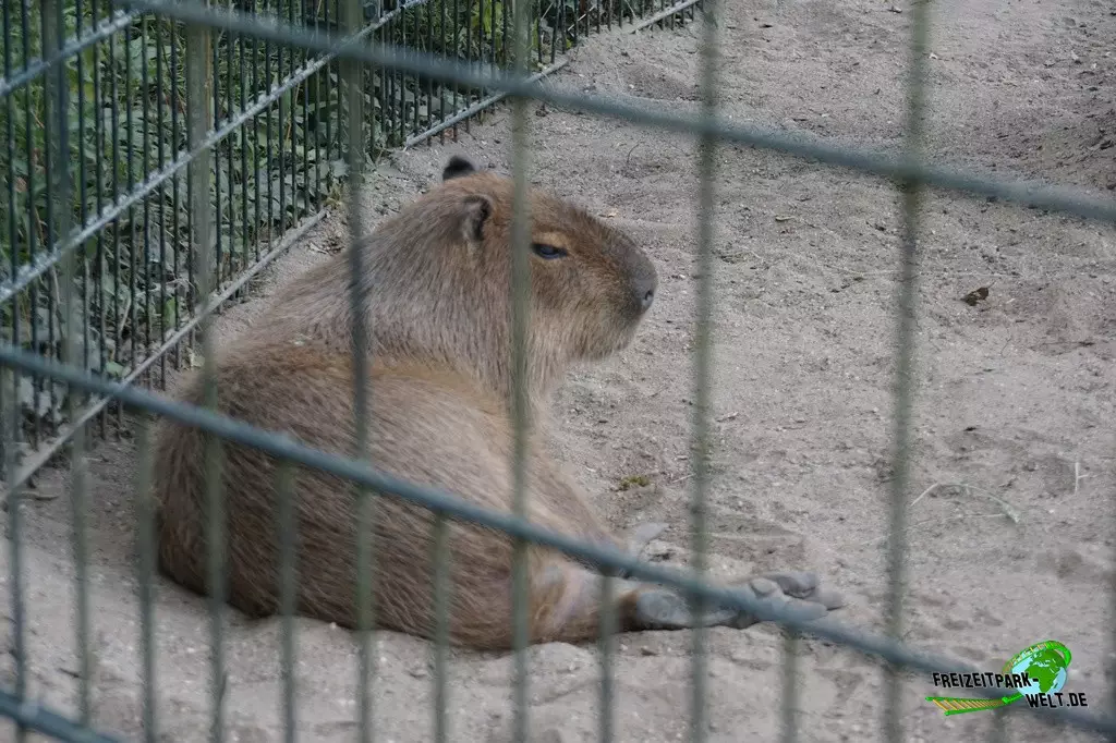 Wasserschwein / Capybara im Zoo Dortmund - 2022