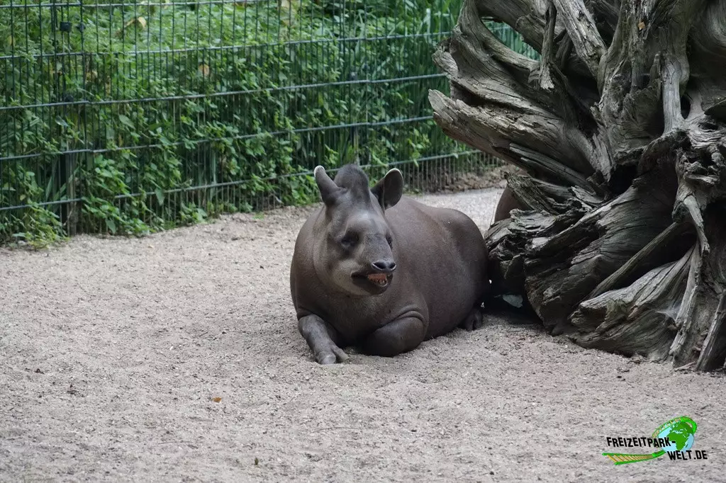 Schabrackentapir im Zoo Dortmund - 2022