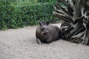Zoo Dortmund Galerie