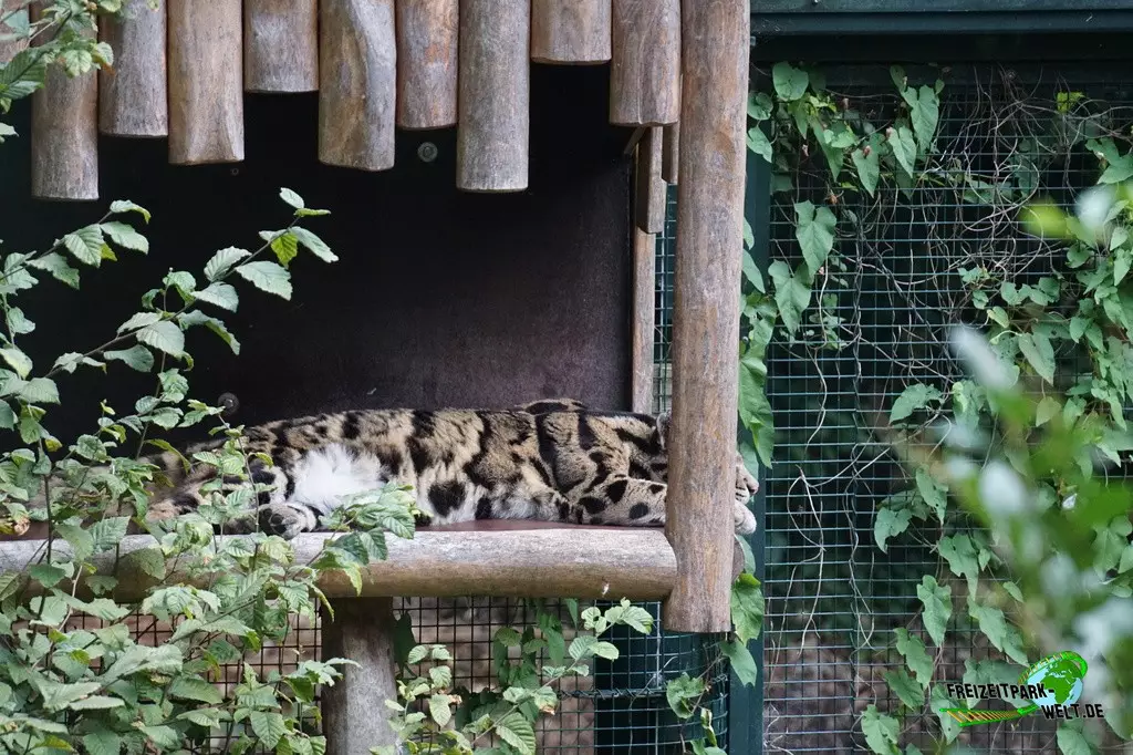 Nebelparder im Zoo Dortmund - 2022