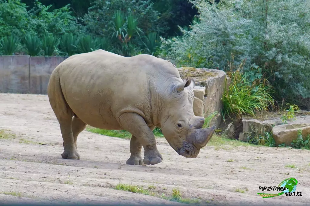 Breitmaul-Nashorn im Zoo Dortmund - 2022