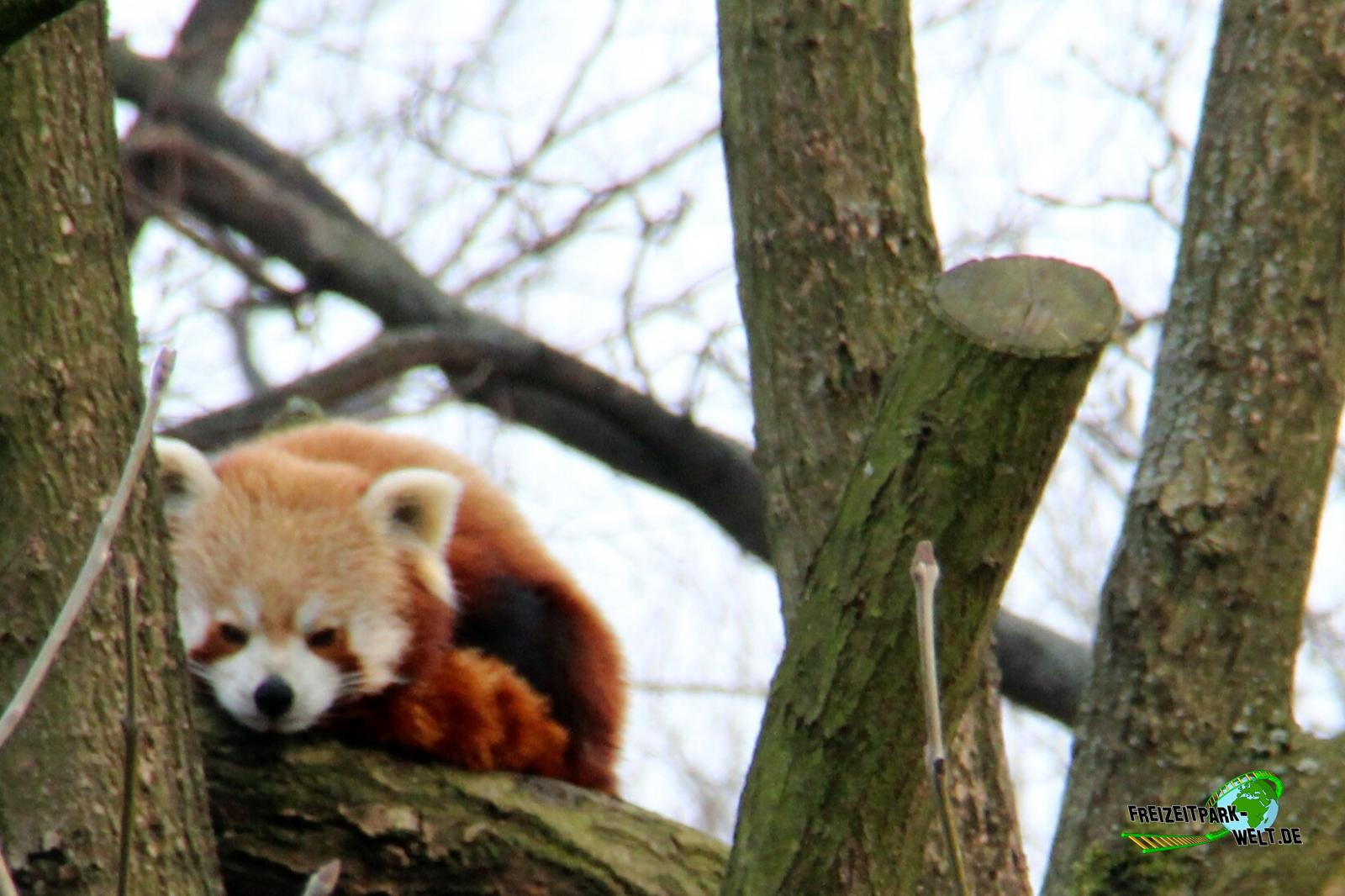 Kleiner Panda - Zoo Dresden