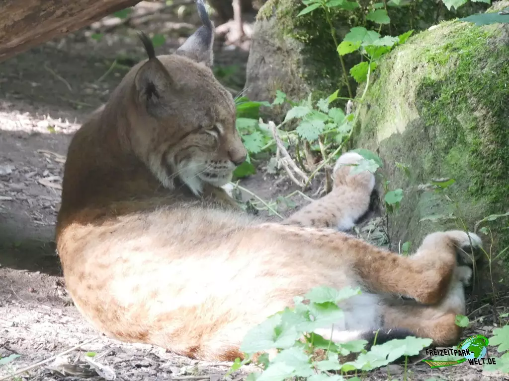Luchs im Zoo Duisburg - 2021