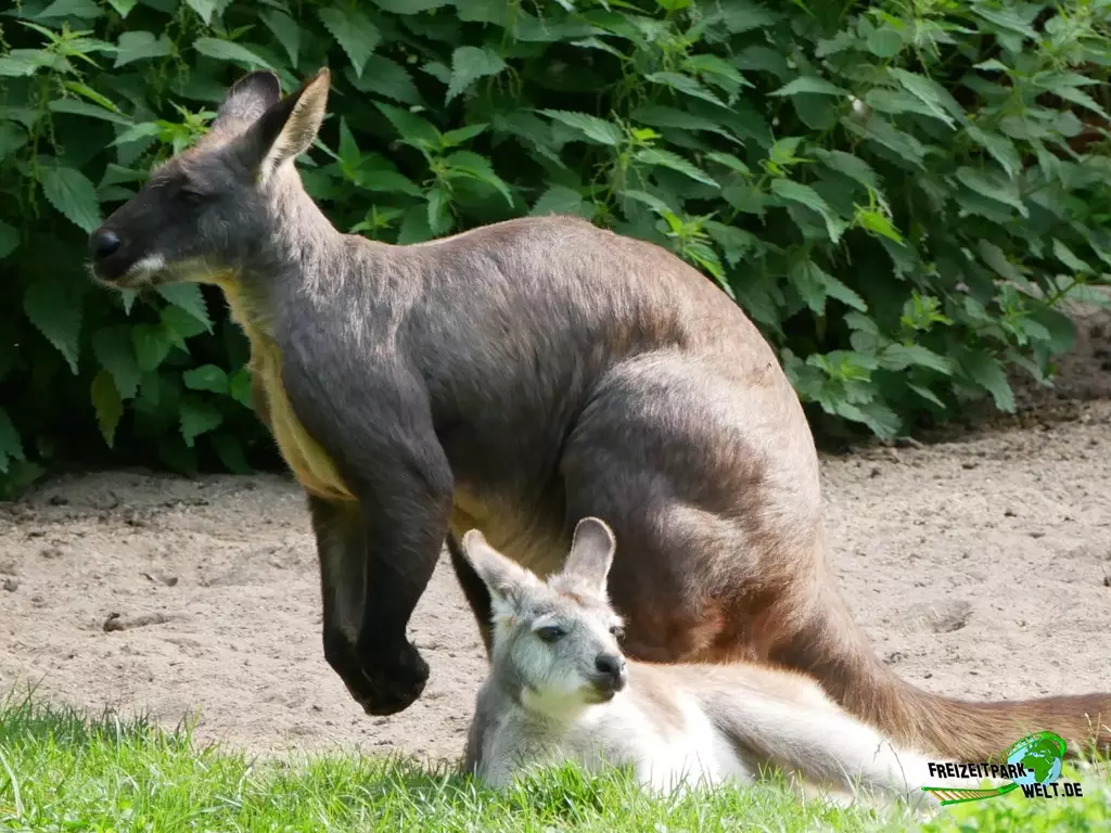 Bergkänguru im Zoo Duisburg - 2021