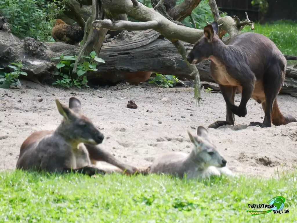 Bergkänguru im Zoo Duisburg - 2021