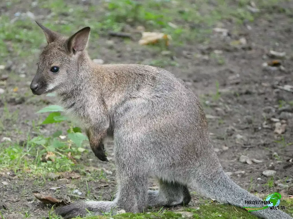 Bergkänguru im Zoo Duisburg - 2021