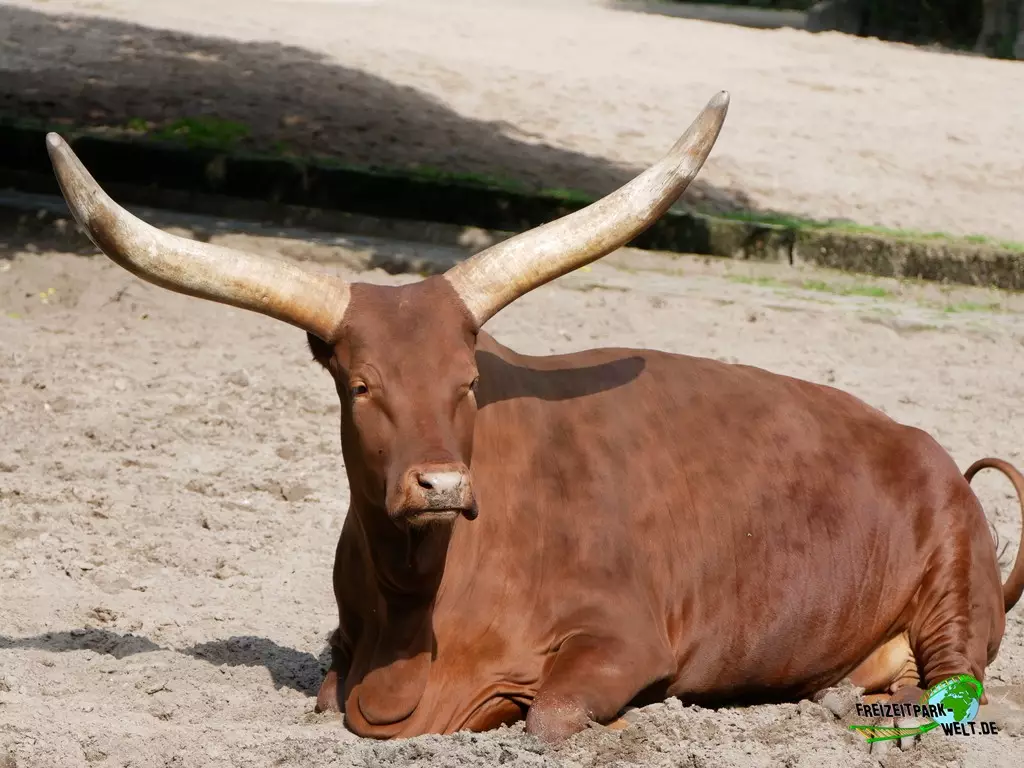 Watussi im Zoo Duisburg - 2021