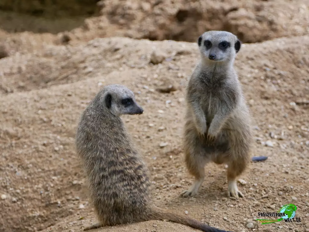 Erdmännchen im Zoo Duisburg - 2021