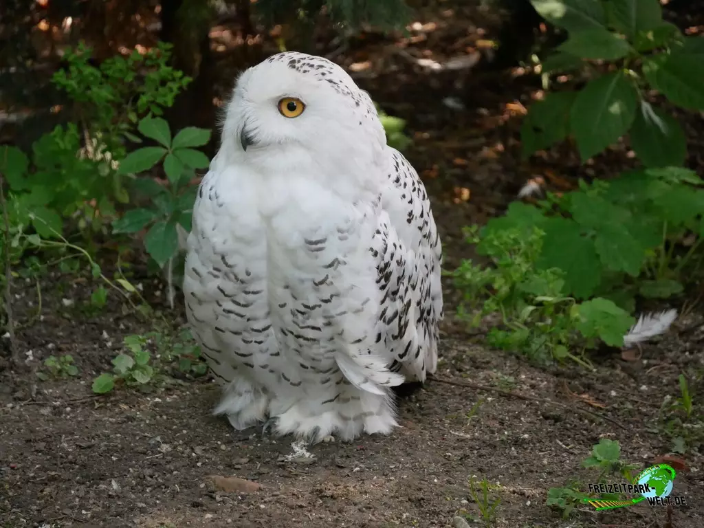 Schneeeule im Zoo Duisburg - 2021