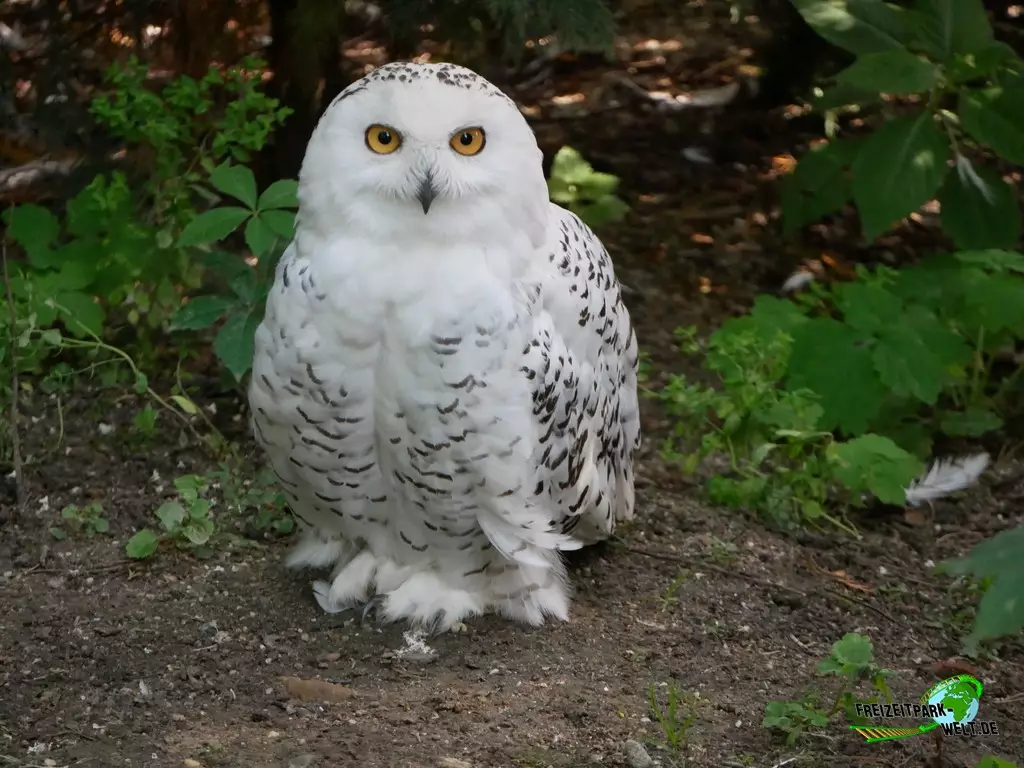 Schneeeule im Zoo Duisburg - 2021