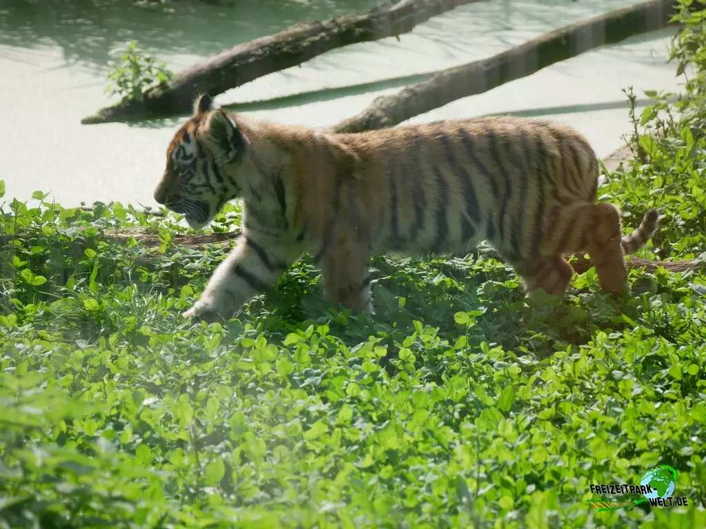Sibirischer Tiger im Zoo Duisburg - 2021