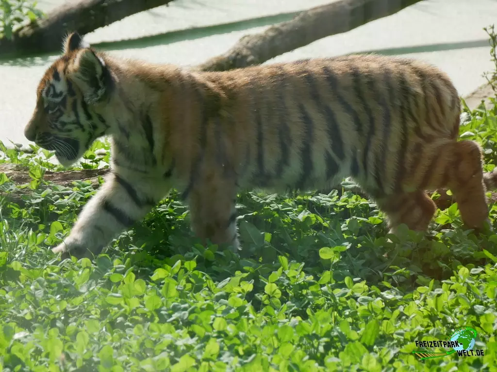 Sibirischer Tiger im Zoo Duisburg - 2021