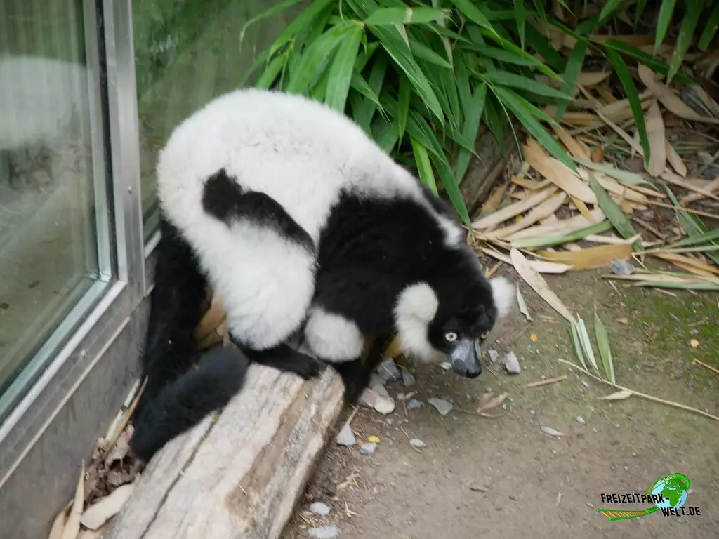 Schwarzweiße Varis im Zoo Duisburg - 2021