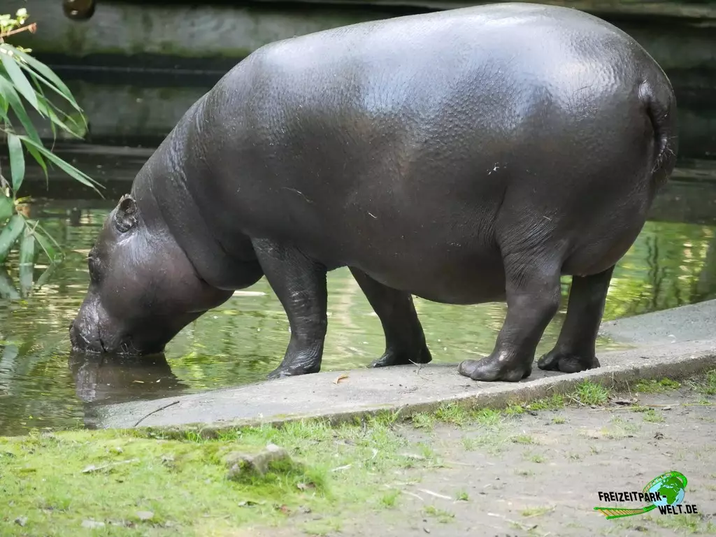 Zwergflusspferd im Zoo Duisburg - 2021